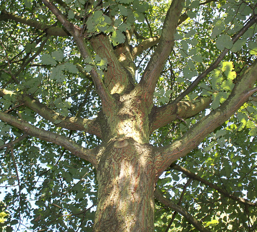 Image of Quercus petraea specimen.