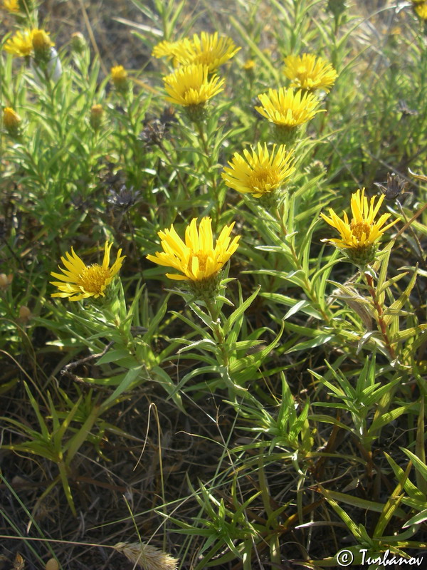 Image of Inula ensifolia specimen.