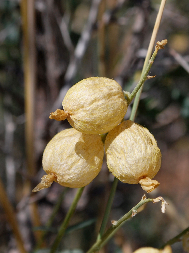 Image of Astragalus krauseanus specimen.