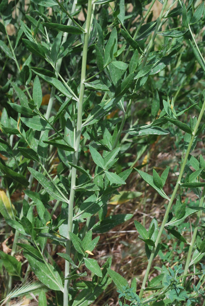 Изображение особи Lepidium latifolium.