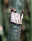 Equisetum variety robustum