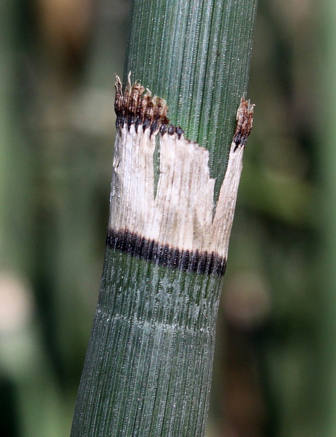 Image of Equisetum hyemale var. robustum specimen.