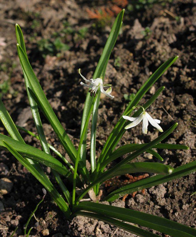 Изображение особи Scilla siberica.