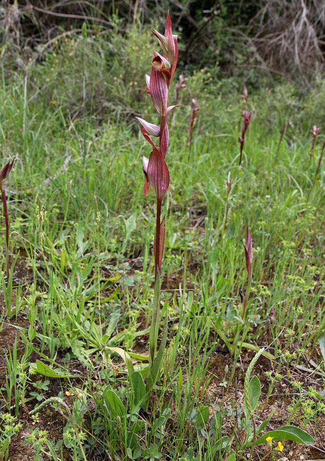 Image of Serapias bergonii specimen.