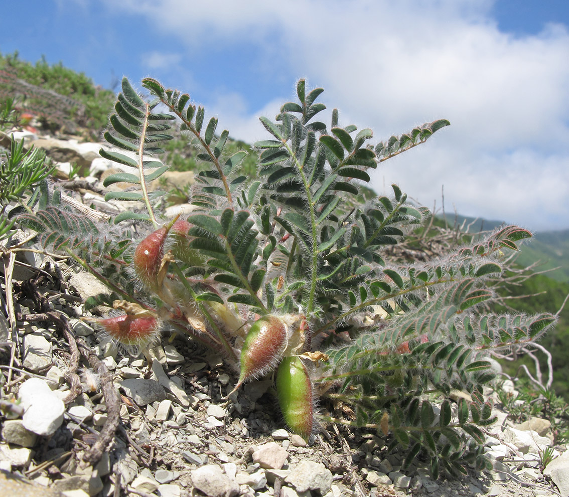 Изображение особи Astragalus utriger.