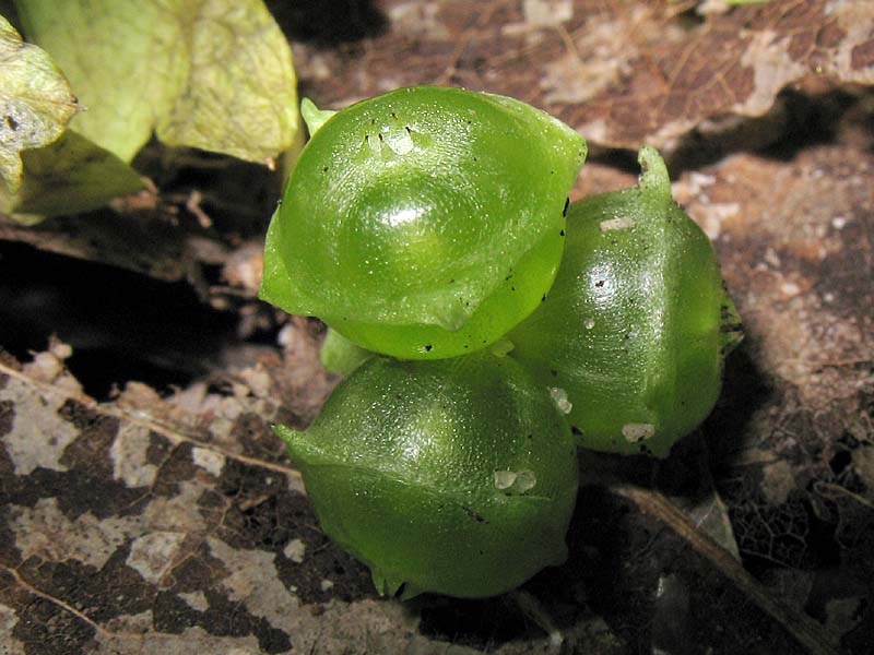 Image of Adoxa moschatellina specimen.