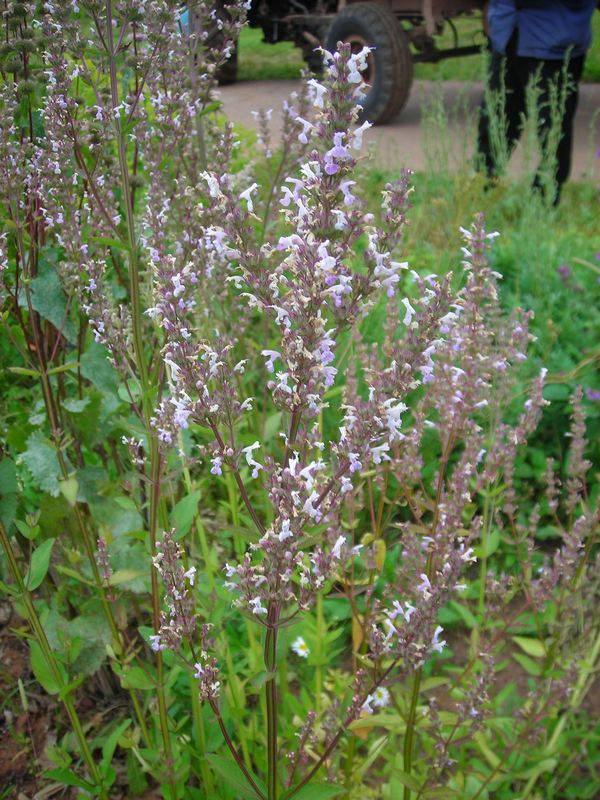 Image of Nepeta nuda specimen.