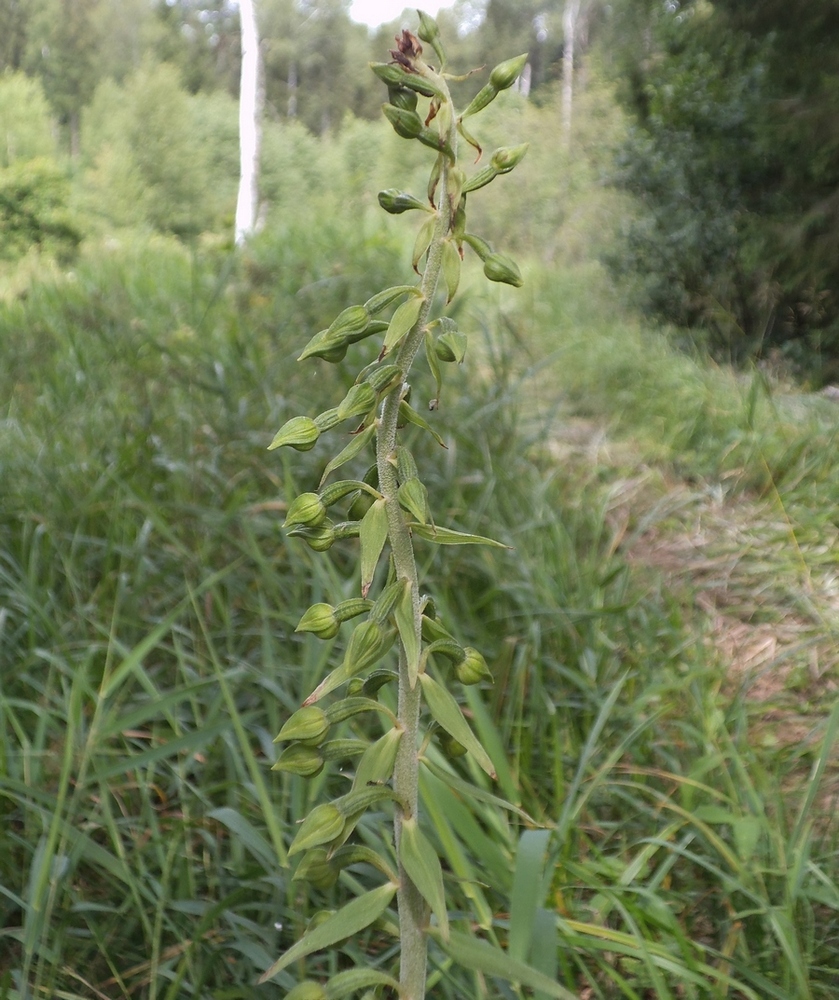 Изображение особи Epipactis helleborine.