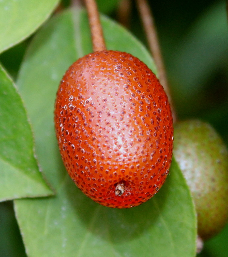 Изображение особи Elaeagnus multiflora.