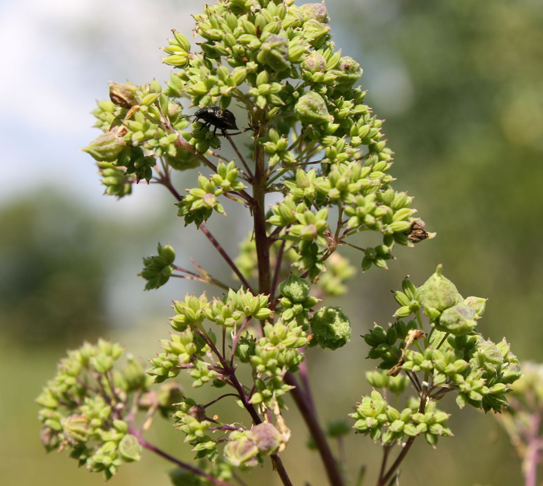 Image of Thalictrum lucidum specimen.