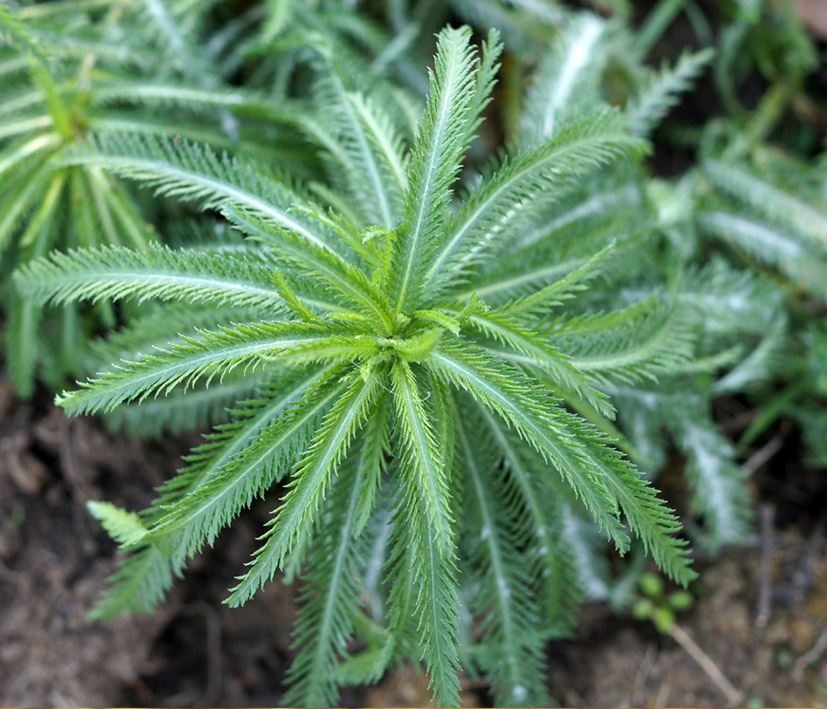 Image of Achillea alpina specimen.