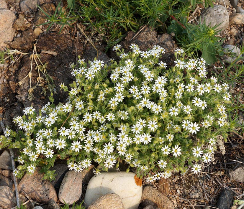 Image of Stellaria dichotoma specimen.