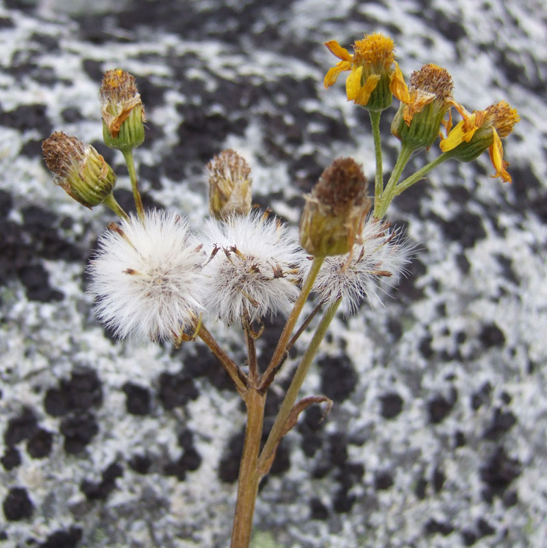 Image of Tephroseris integrifolia specimen.