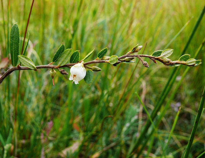 Image of Chamaedaphne calyculata specimen.