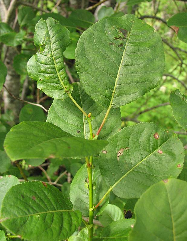 Image of Salix pyrolifolia specimen.