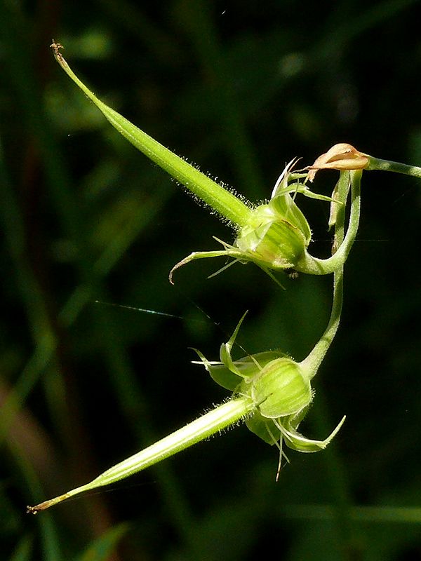 Image of Geranium affine specimen.