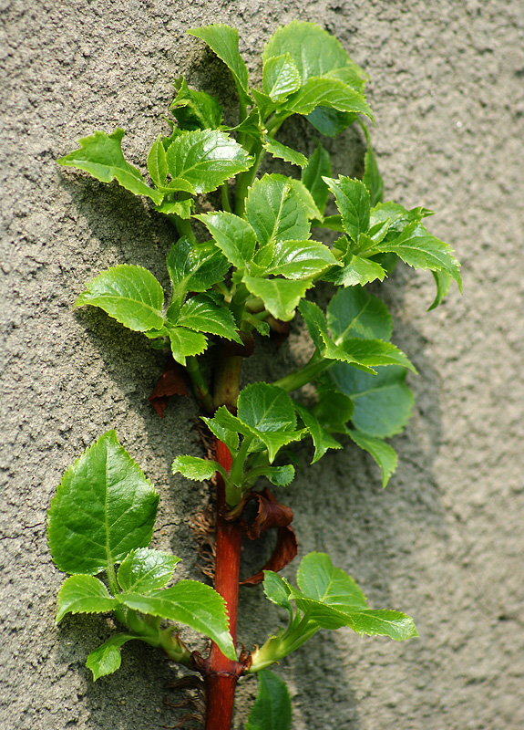 Image of Hydrangea petiolaris specimen.