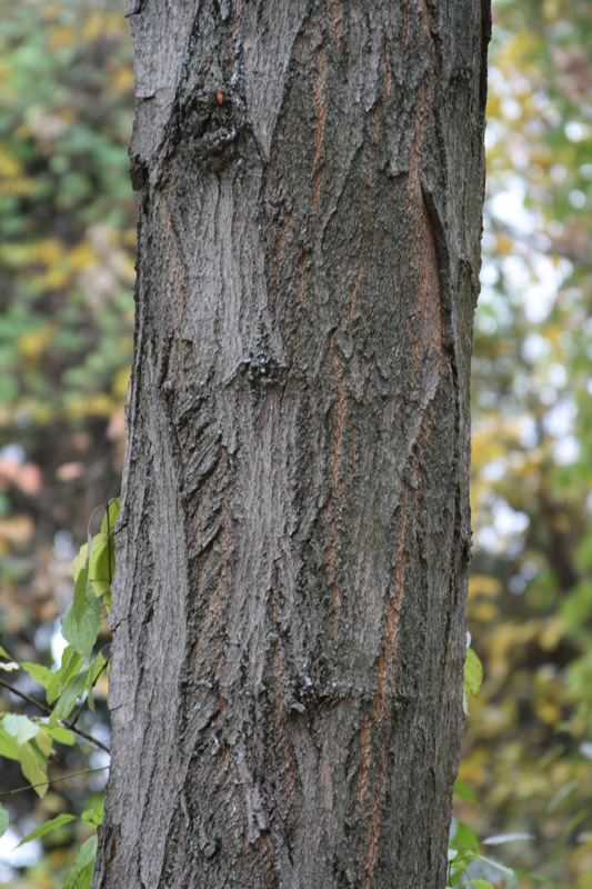 Image of Acer saccharum specimen.