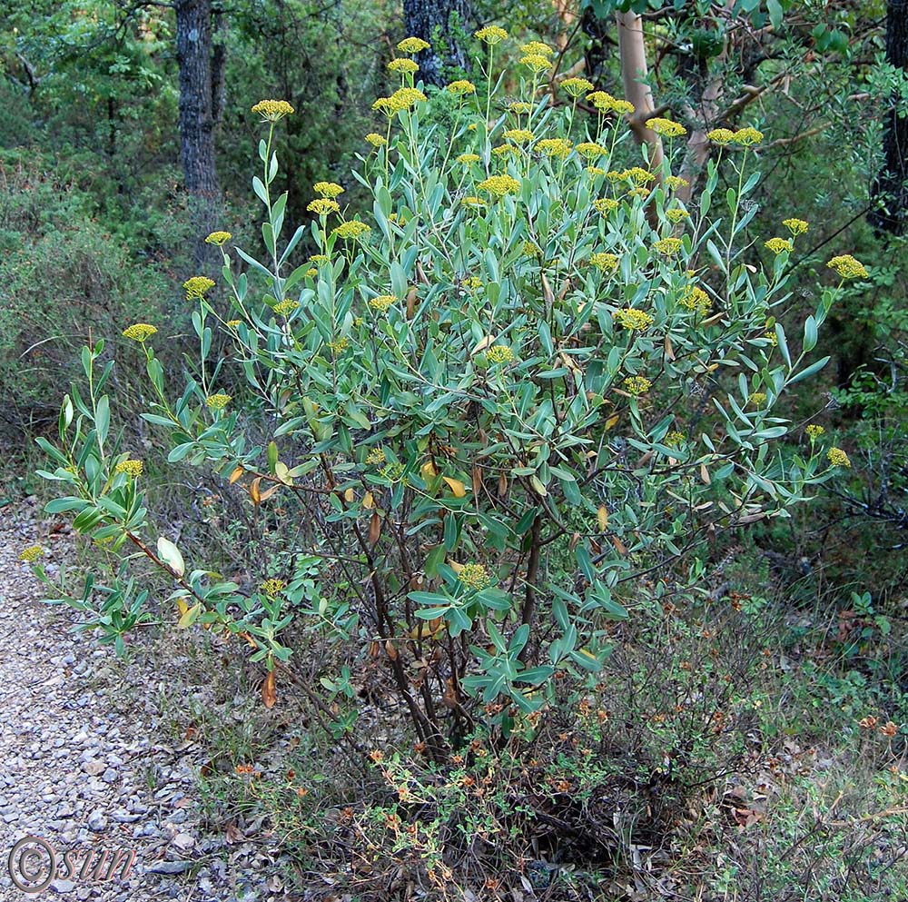 Image of Bupleurum fruticosum specimen.