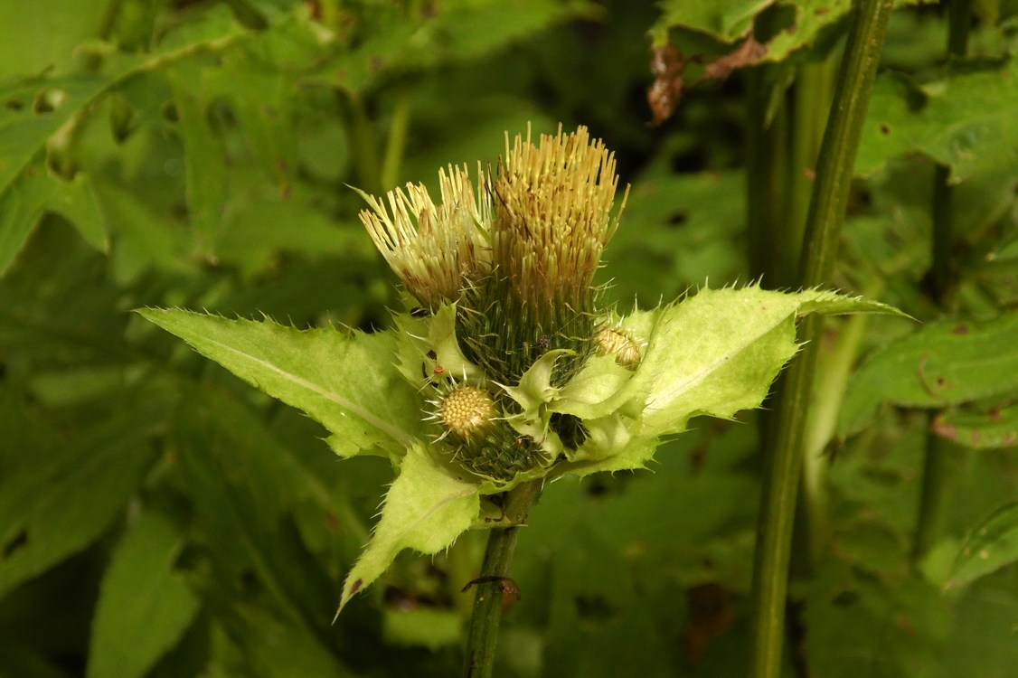 Image of Cirsium oleraceum specimen.