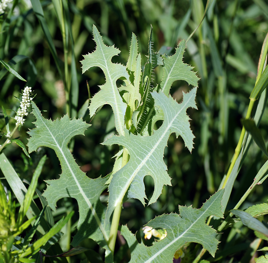 Изображение особи Lactuca serriola.