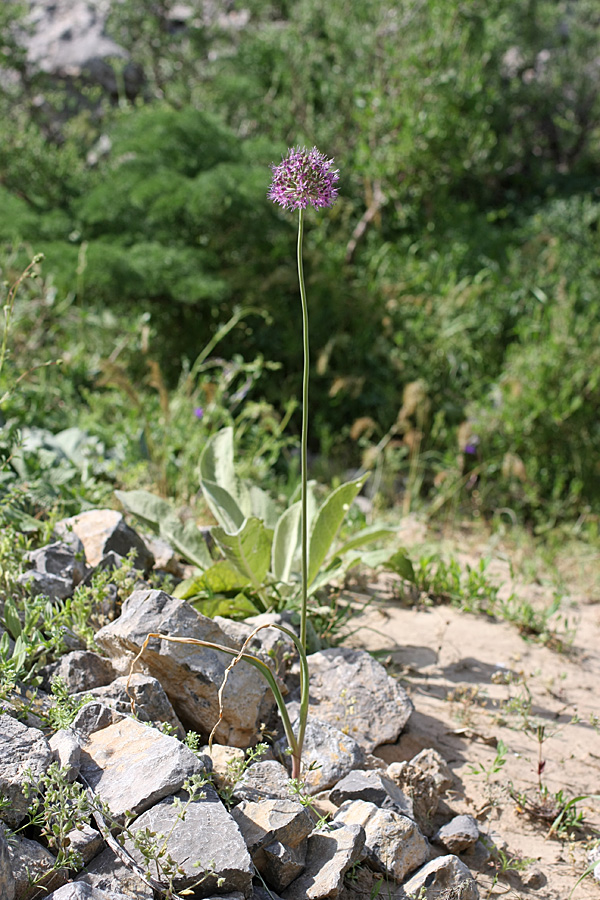 Изображение особи Allium fetisowii.