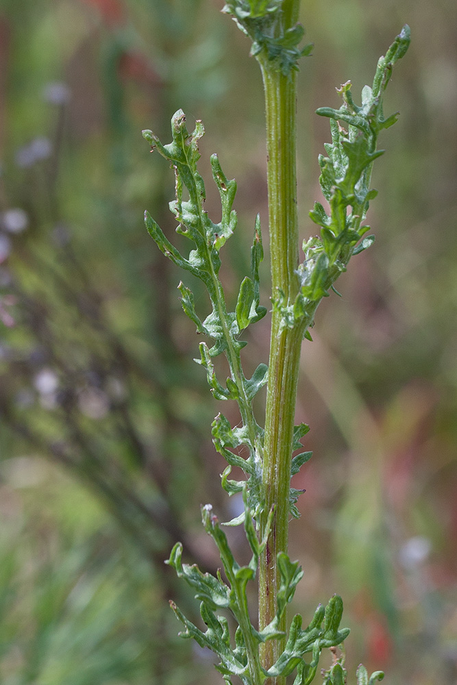 Изображение особи Senecio jacobaea.