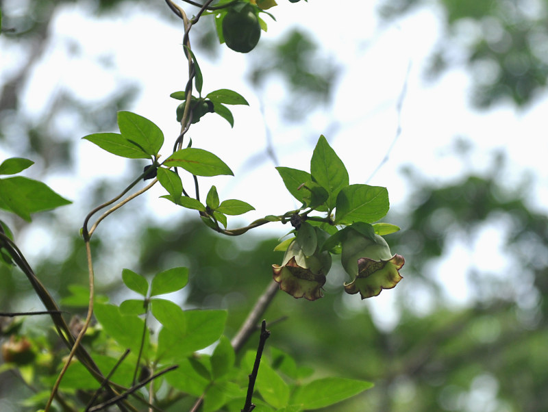 Изображение особи Codonopsis lanceolata.