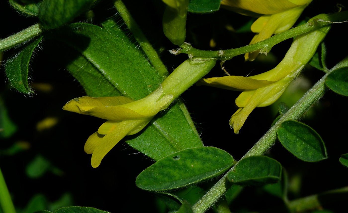 Image of Astragalus macrocarpus specimen.