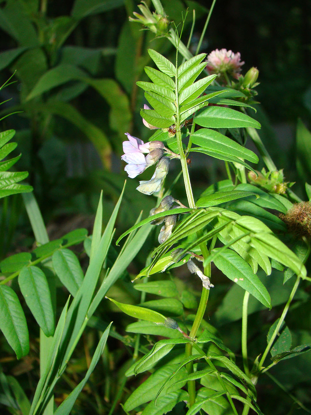 Изображение особи Vicia sepium.