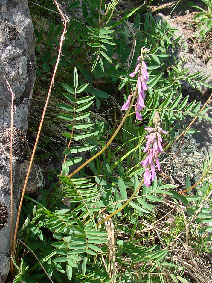 Image of Hedysarum inundatum specimen.