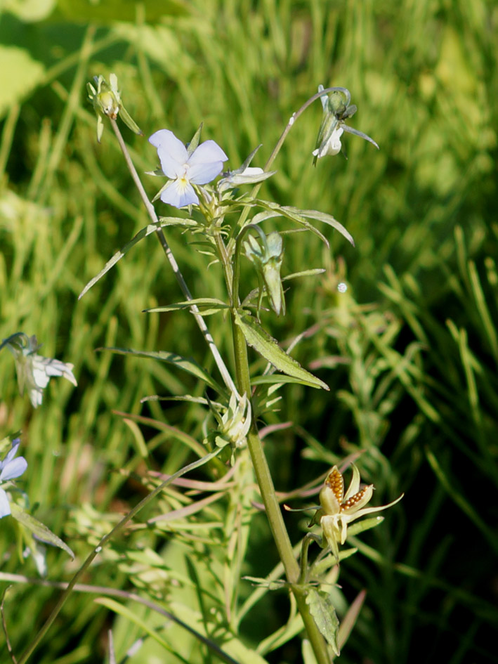 Image of Viola arvensis specimen.