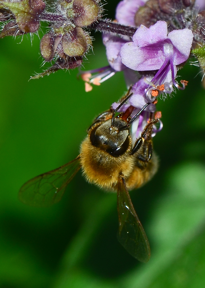 Image of genus Ocimum specimen.