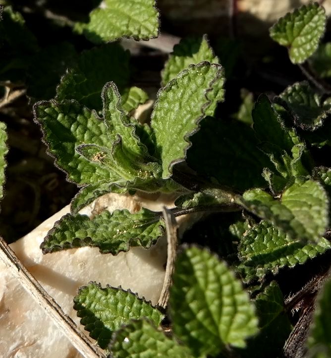 Изображение особи Stachys pubescens.