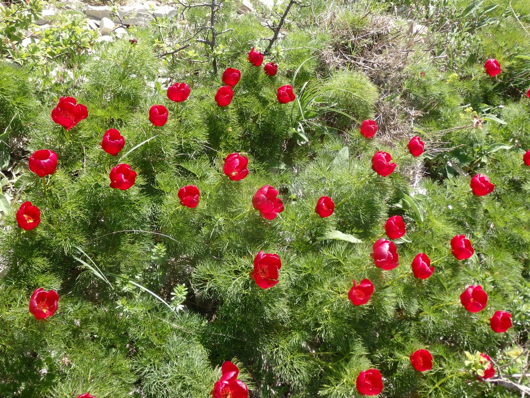 Изображение особи Paeonia tenuifolia.