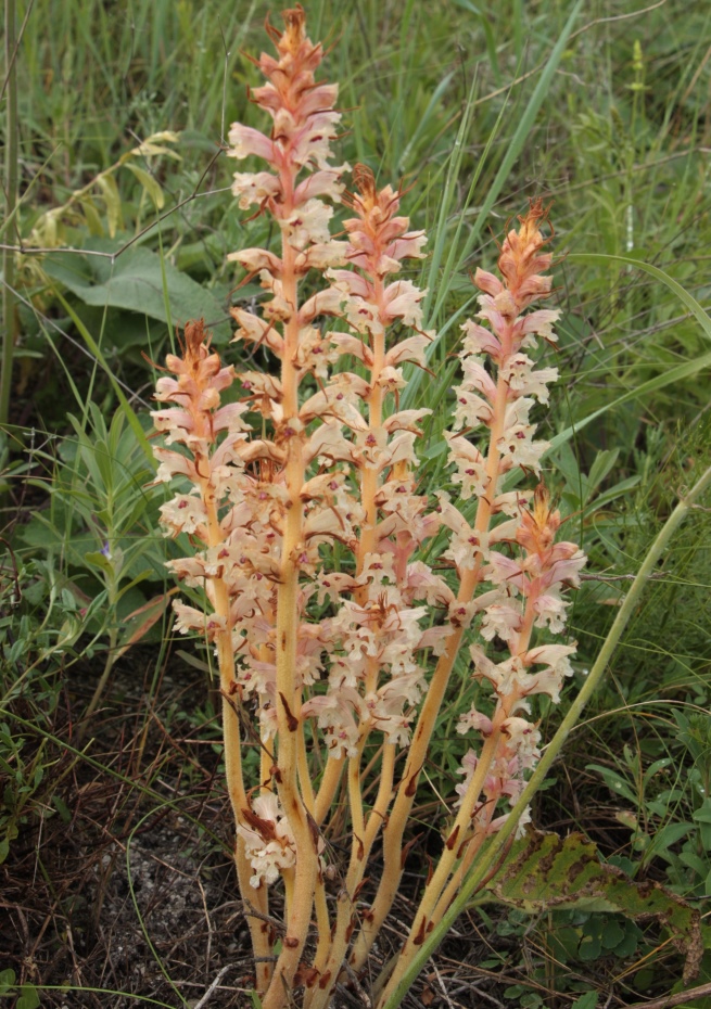 Изображение особи Orobanche alba.