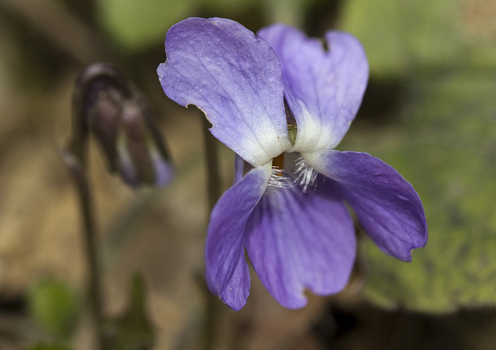 Image of genus Viola specimen.