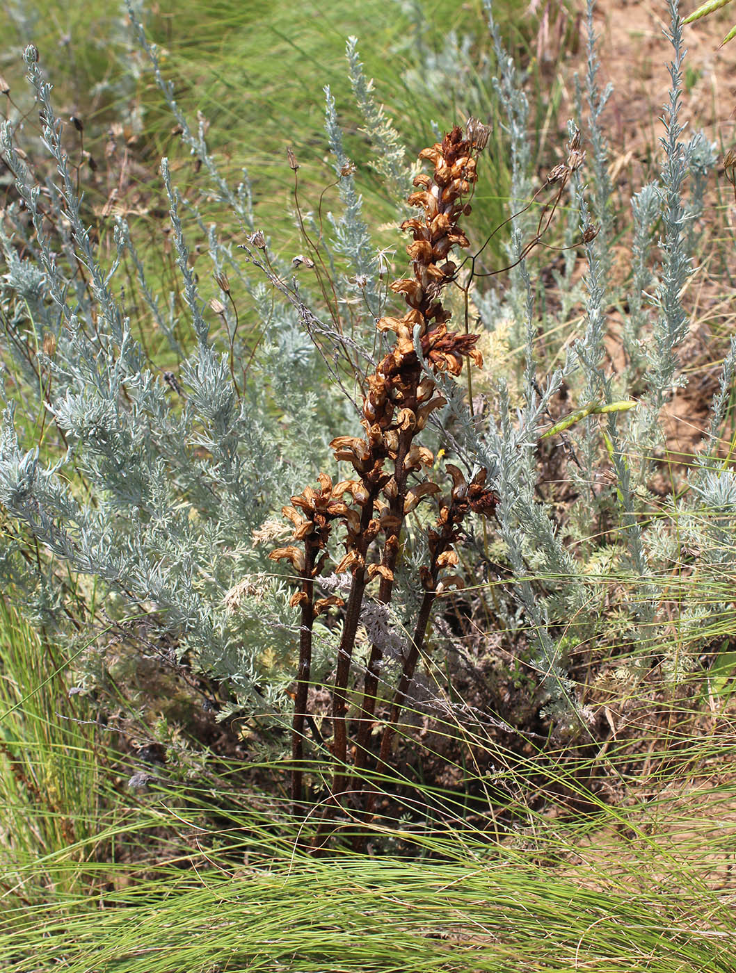 Изображение особи Orobanche cumana.