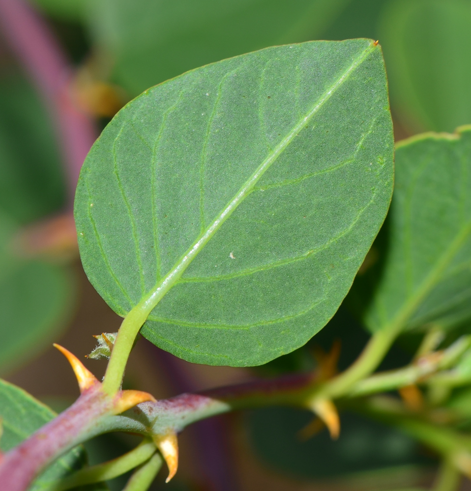 Изображение особи Capparis zoharyi.