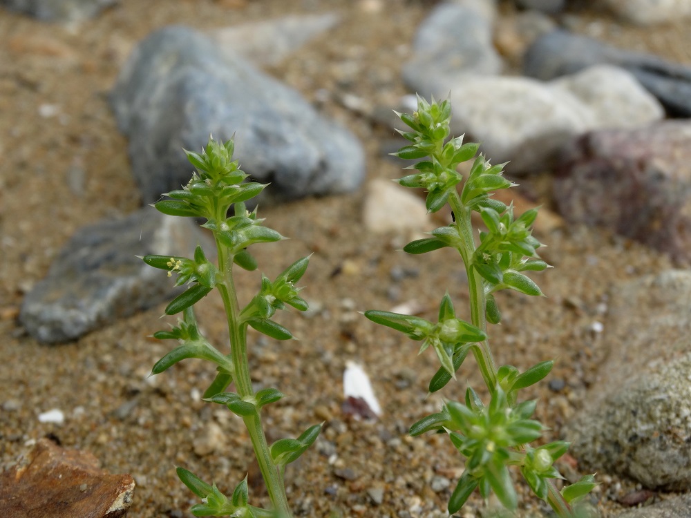 Image of Salsola komarovii specimen.