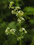 Galium mollugo. Верхушка соцветия с цветками и бутонами. Санкт-Петербург, окр. Шуваловского карьера. 11.07.2009.