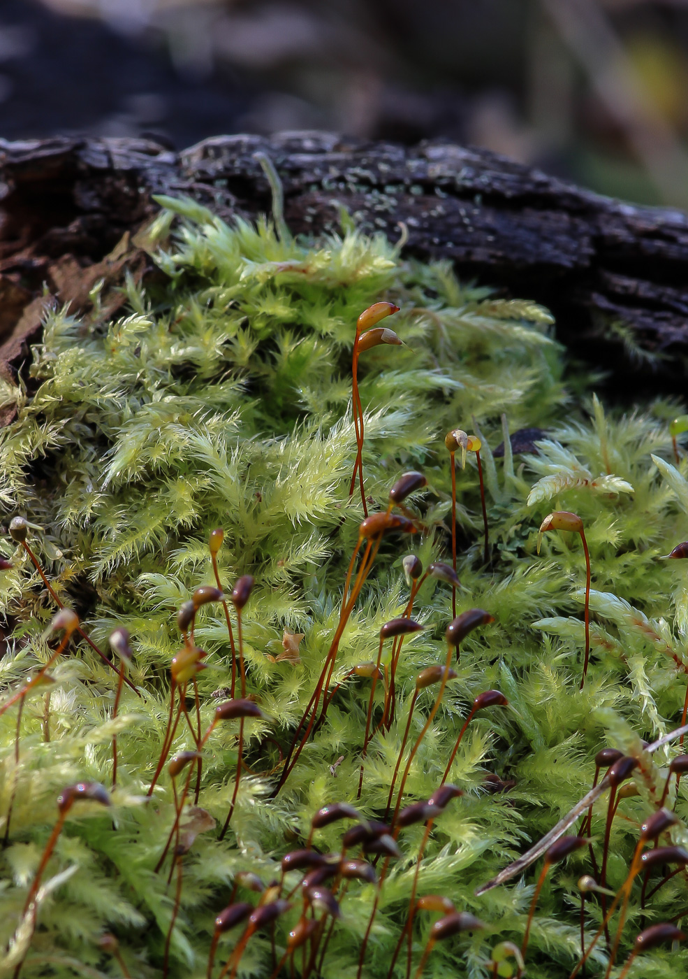 Image of Brachythecium salebrosum specimen.