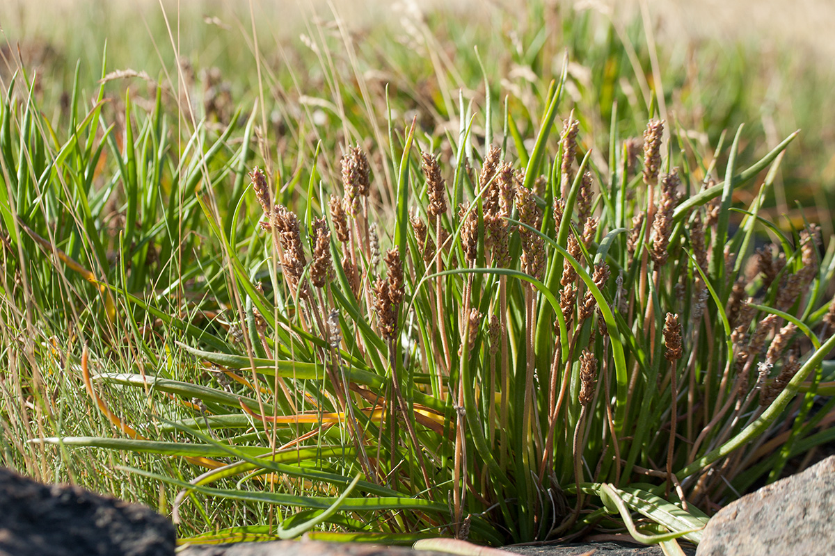 Image of Plantago maritima ssp. subpolaris specimen.