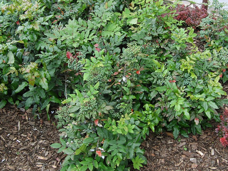 Image of Mahonia aquifolium specimen.