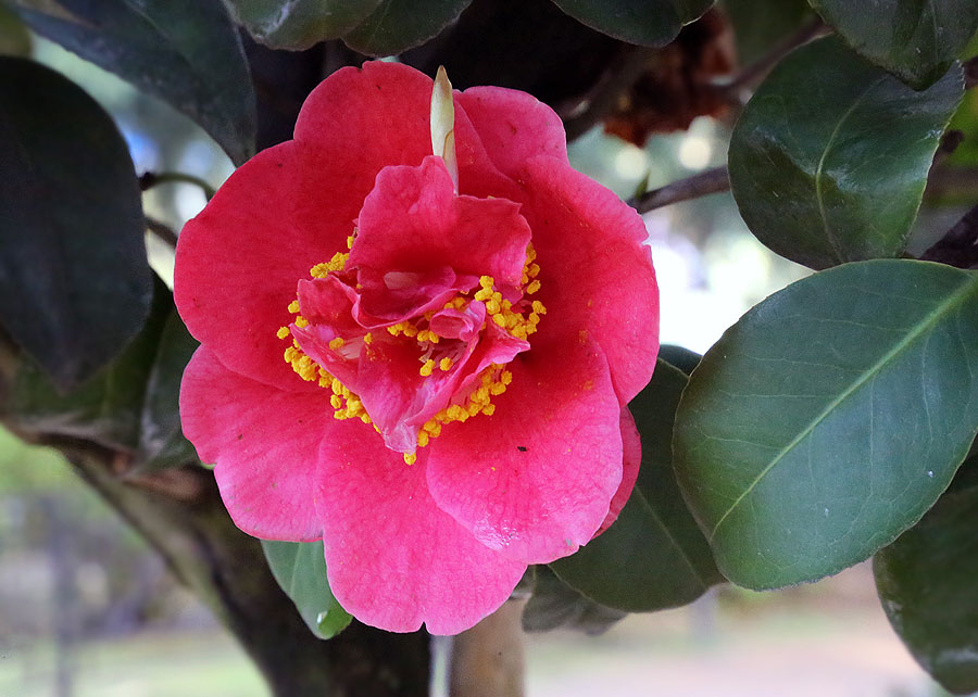 Image of Camellia japonica specimen.