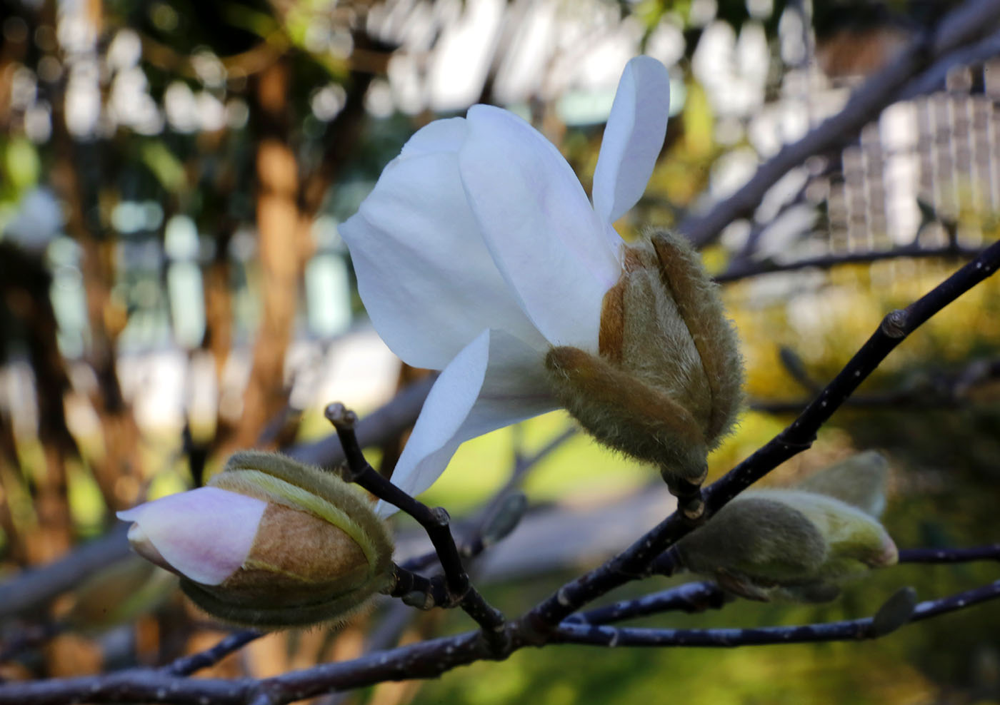 Image of Magnolia kobus specimen.