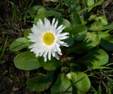 Bellis perennis