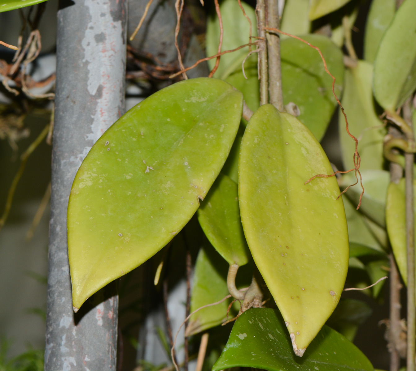 Image of Hoya carnosa specimen.