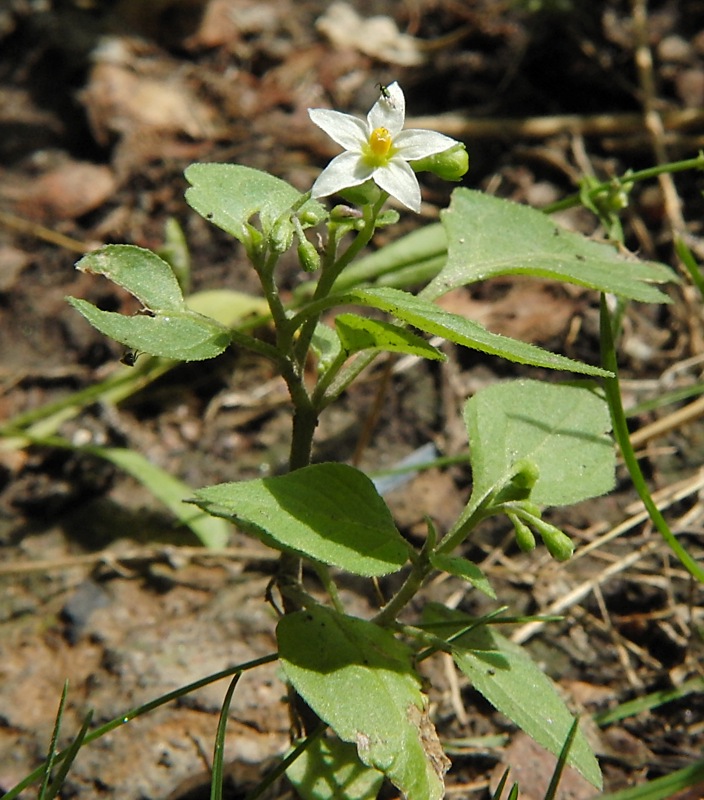 Изображение особи Solanum nigrum.