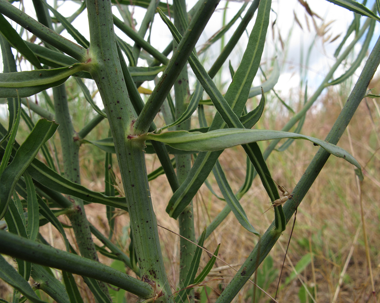 Image of Chondrilla juncea specimen.